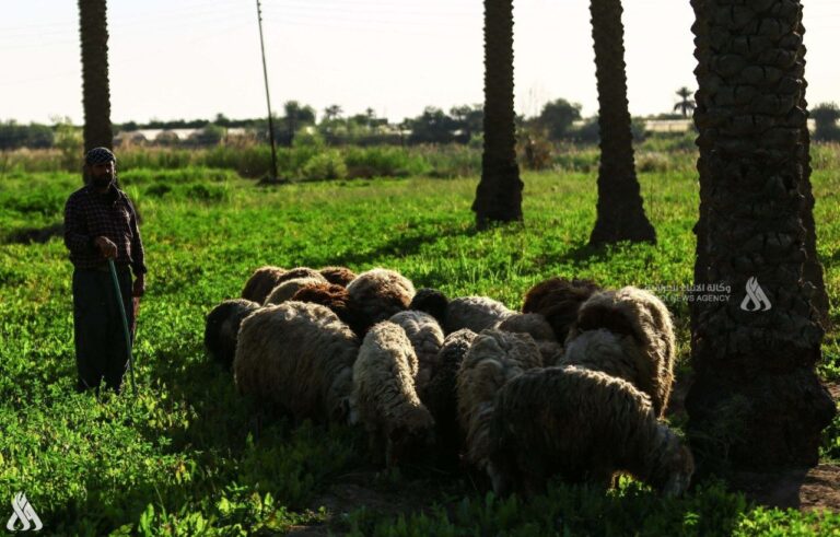 صور من ريف المدائن شرقي بغداد » وكالة الأنباء العراقية