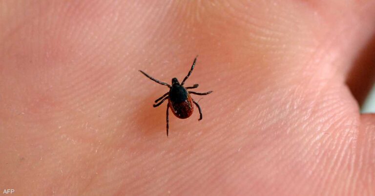 إسطنبول تحت الهجوم.. حشرة خطيرة تهدد السكان إسطنبول تحت الهجوم.. حشرة خطيرة تهدد السكان