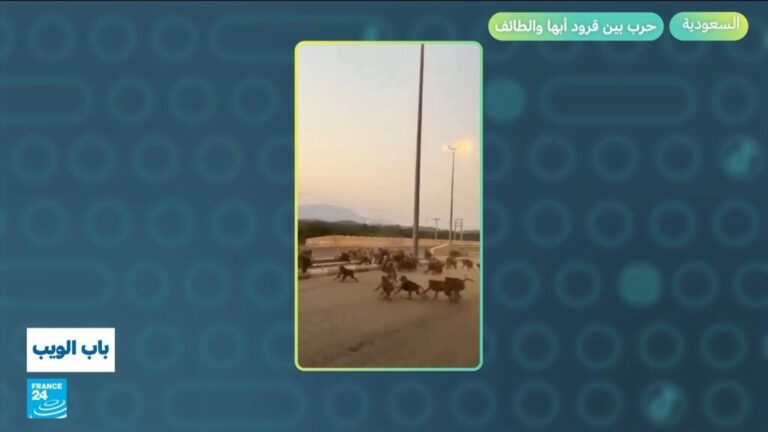 السعودية.. حرب بين قرود أبها والطائف! السعودية.. حرب بين قرود أبها والطائف!