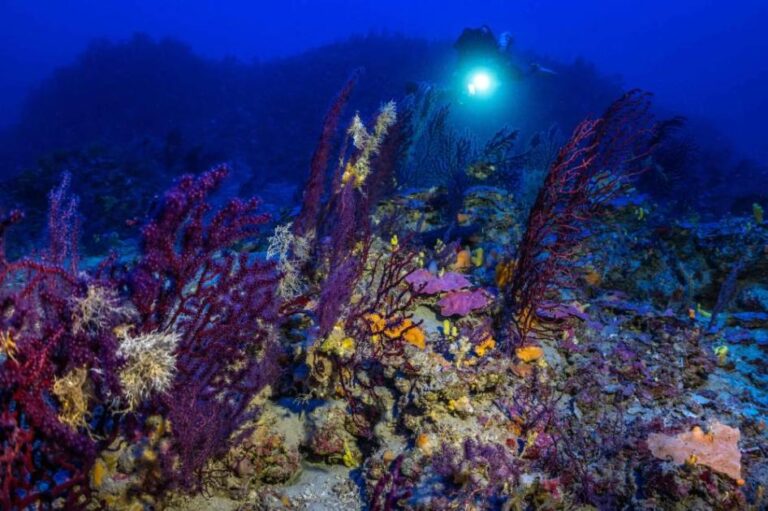 المناطق البحرية المحمية.. قطرة في محيط المناطق البحرية المحمية.. قطرة في محيط