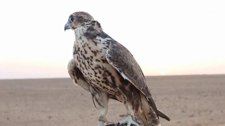 ديالى.. الصقر الحر يبتسم لصياديه بعد مواسم جفاف ويعيد الحركة في ’’بادية قزانية’’ » وكالة بغداد اليوم الاخبارية