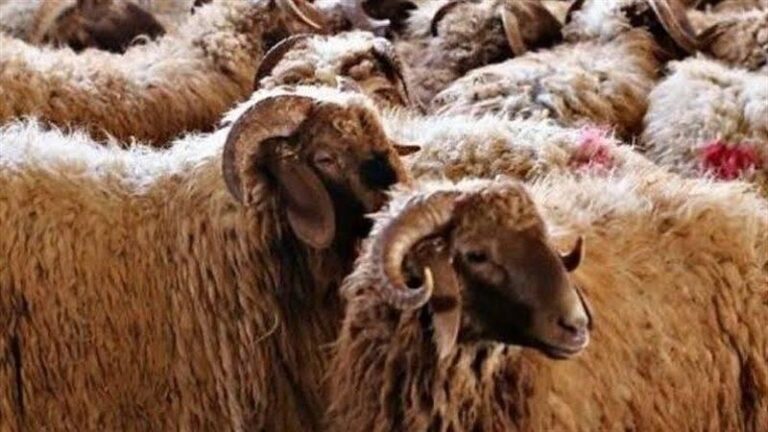 عيد الأضحى 2025.. شروط الأضحية وحكمها وطريقة التعامل معها