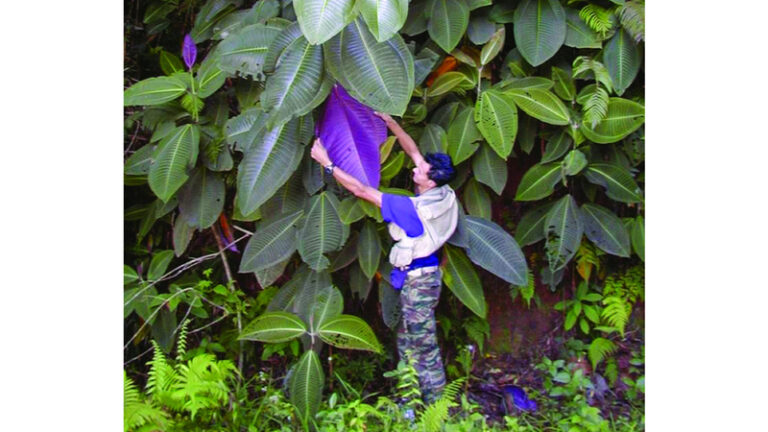 فرنسا تتعقب «النبتة المرعبة» الملقّبة بالطاعون أو السرطان فرنسا تتعقب «النبتة المرعبة» الملقّبة بالطاعون أو السرطان