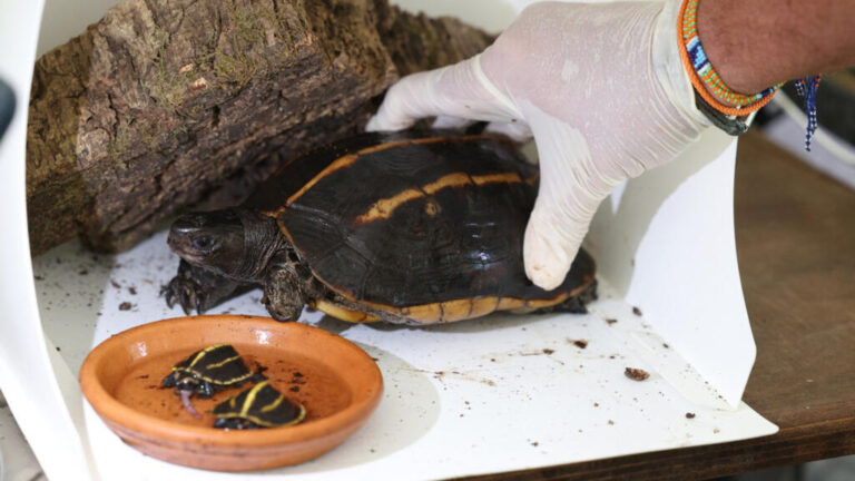 لن يُعرف جنسهما إلا بعد سنوات… ولادة سلحفاتين من نوع مهدد بالانقراض في جزيرة كورسيكا الفرنسية لن يُعرف جنسهما إلا بعد سنوات... ولادة سلحفاتين من نوع مهدد بالانقراض في جزيرة كورسيكا الفرنسية