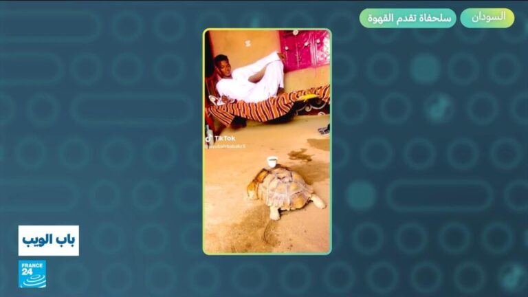 السودان.. سلحفاة تقدم القهوة!