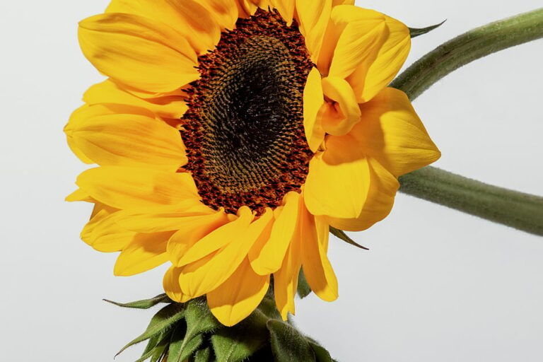 الفوائد الصحية لأشعة الشمس: انخفاض ضغط الدم ، دفعة المزاج وفيتامين د