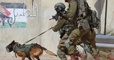 صحيفة إسبانية: أوروبا ترسل كلابًا تستخدمها إسرائيل ضد الفلسطينيين صحيفة إسبانية: أوروبا ترسل كلابًا تستخدمها إسرائيل ضد الفلسطينيين