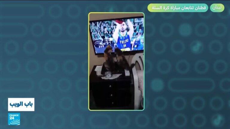 لبنان.. قطتان تتابعان مباراة كرة السلة!