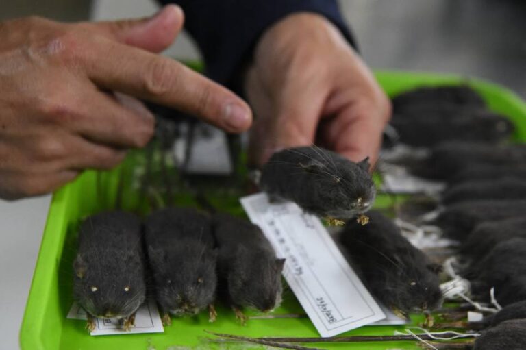 من الفئران إلى الخيول… الحيوانات في طليعة مواجهة الكوارث من الفئران إلى الخيول... الحيوانات في طليعة مواجهة الكوارث