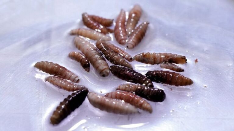 New World Screwworm: حالة إنسانية نادرة تم تحديدها في الولايات المتحدة بعد السفر من السلفادور