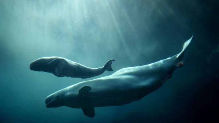 “أسرار الحيتان”.. أمل جديد لعلاجات السكتات الدماغية والسرطان "أسرار الحيتان".. أمل جديد لعلاجات السكتات الدماغية والسرطان