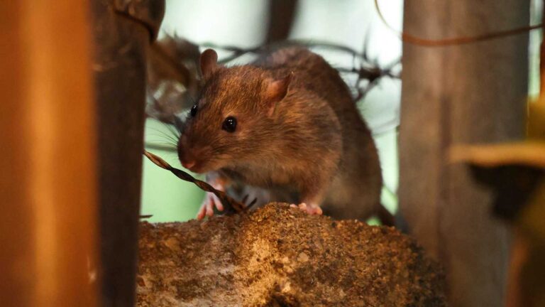 أمريكا تعلن “الحرب الشاملة” على الجرذان في نيويورك "إكس" ورّطته.. كوميدي ألماني يواجه القضاء بسبب ترامب