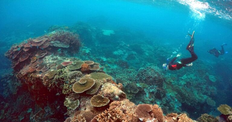 تراجع قياسي في شعاب الحاجز المرجاني العظيم بأستراليا أستراليا تختار "ميتسوبيشي" لبناء 11 فرقاطة بصفقة قيمتها 6.5 مليارات دولار