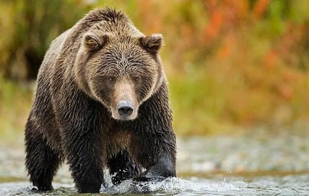 دب يهاجم أمريكية أثناء رياضة الصباح دب يهاجم أمريكية أثناء رياضة الصباح