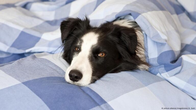 مشاهدة الكلاب للتلفاز .. جدل علمي حول الفوائد والمخاطر! – DW – 2025/8/21 مشاهدة الكلاب للتلفاز .. جدل علمي حول الفوائد والمخاطر! – DW – 2025/8/21