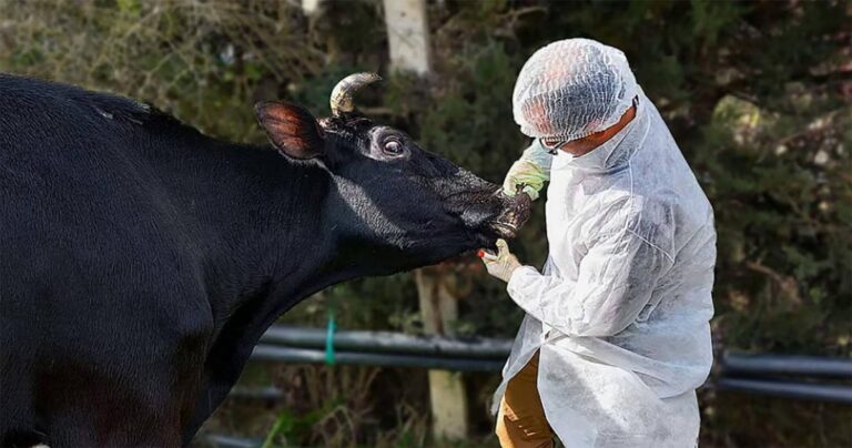 نجاح اختبار لقاح جديد ضد الحمى القلاعية