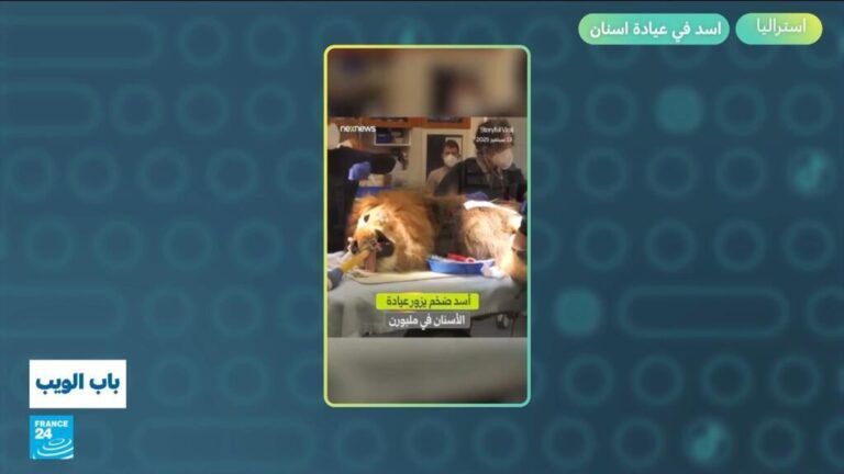 أستراليا.. أسد في عيادة أسنان!