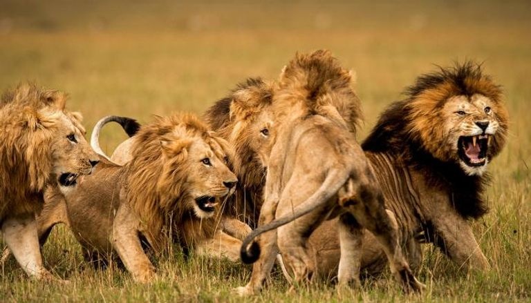 أسود تفترس حارسها “المستسلم” » وكالة بغداد اليوم الاخبارية أسود تفترس حارسها "المستسلم" » وكالة بغداد اليوم الاخبارية