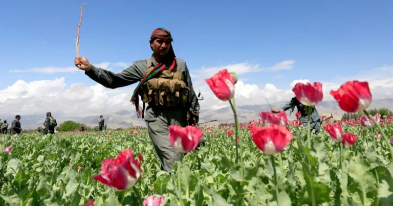 إيران تخطط لزراعة الأفيون لأغراض طبية بعد حظره في أفغانستان إيران تخطط لزراعة الأفيون لأغراض طبية بعد حظره في أفغانستان