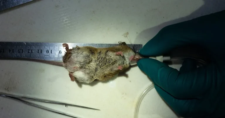 السودان.. لجنة لتقصي أسباب نفوق الفئران بولاية الجزيرة السودان.. لجنة لتقصي أسباب نفوق الفئران بولاية الجزيرة