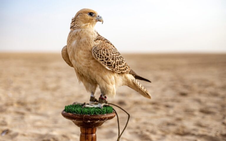 الصقور الحرة مهددة بالانقراض في العراق.. مواسم الصيد تتحول إلى تجارة بملايين الدولارات » وكالة بغداد اليوم الاخبارية