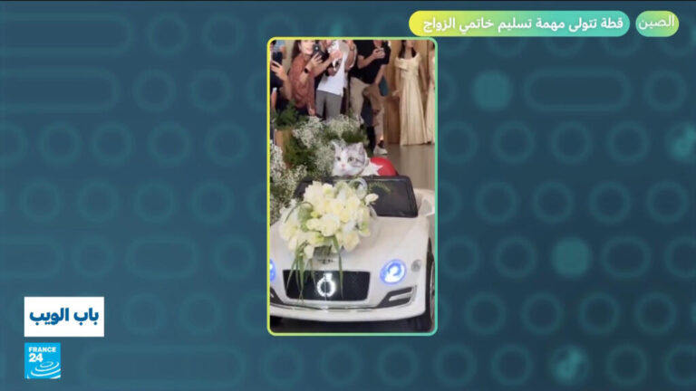 الصين.. قطة تتولى مهمة تسليم خاتمي الزواج!