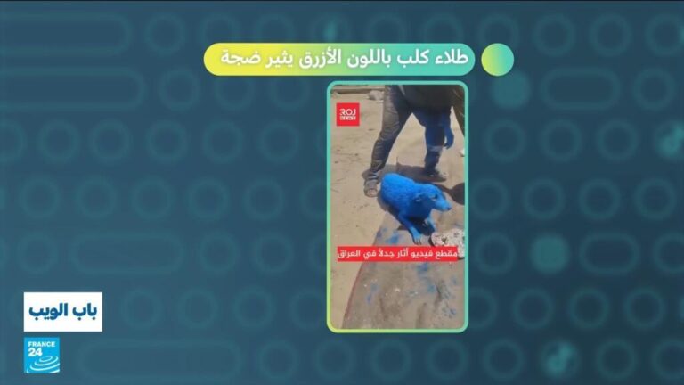 العراق.. طلاء كلب باللون الأزرق يثير ضجة في البلاد