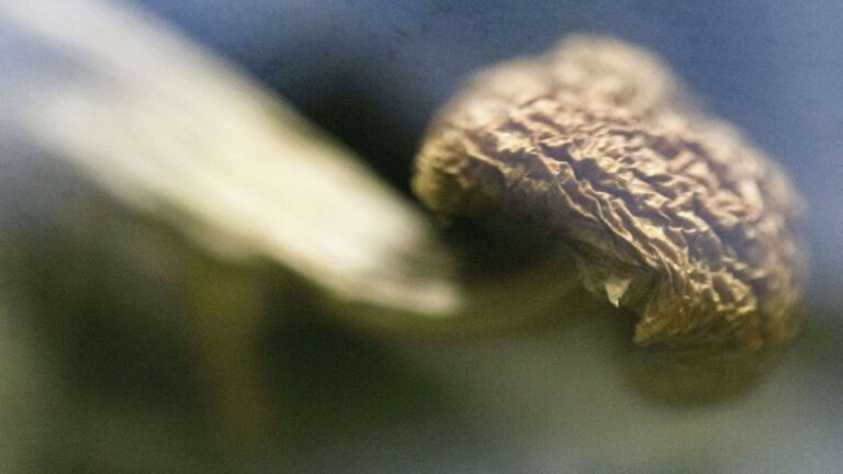 جامعة سويدية تختبر تأثير مادة في “الفطر السحري” على مرضى فقدان الشهية العصبي جامعة سويدية تختبر تأثير مادة في "الفطر السحري" على مرضى فقدان الشهية العصبي