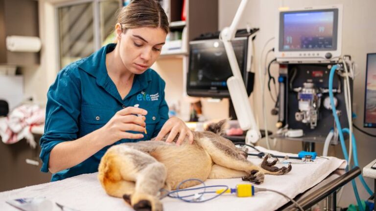 كوالاس يتم تطعيمها ضد الكلاميديا ​​المميتة في العالم أولاً