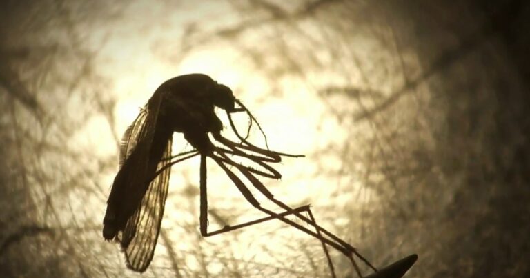 يحذر مسؤولو الصحة من ارتفاع قضايا فيروس غرب النيل يحذر مسؤولو الصحة من ارتفاع قضايا فيروس غرب النيل