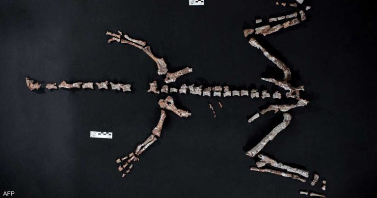 اكتشاف بقايا أحد أقدم الديناصورات في العالم اكتشاف بقايا أحد أقدم الديناصورات في العالم