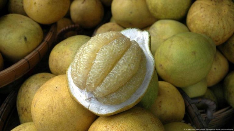 «البوملي» يعزز المناعة ويقاوم نزلات البرد