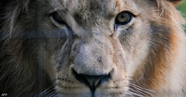 تخشاه الأسود والمفترسات.. الصوت الأكثر رعبا في الغابة تخشاه الأسود والمفترسات.. الصوت الأكثر رعبا في الغابة