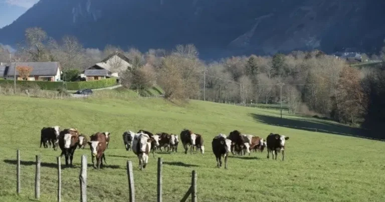 تفشي التهاب الجلد العقدي الماشية فرنسا الحدود مع إسبانيا تفشي التهاب الجلد العقدي الماشية فرنسا الحدود مع إسبانيا