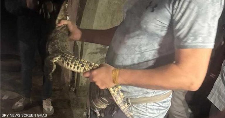 تمساح في شوارع حي مصري.. التفاصيل الكاملة للواقعة الغريبة