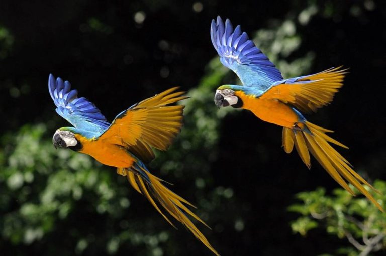 رحلة سرية لطيور أفريقيا النادرة عبر المغرب