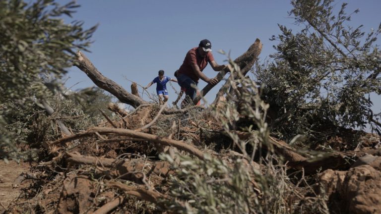 موسم الزيتون يتحوّل إلى كابوس للفلسطينيين في الضفة الغربية.. ووزارة الزراعة تطلق نداءً عاجلاً موسم الزيتون يتحوّل إلى كابوس للفلسطينيين في الضفة الغربية.. ووزارة الزراعة تطلق نداءً عاجلاً