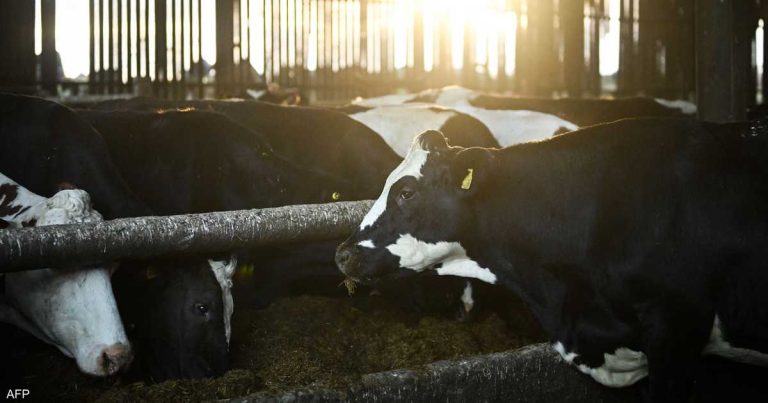 أوروبا تستعد.. رصد أول حالة لفيروس “اللسان الأزرق” أوروبا تستعد.. رصد أول حالة لفيروس "اللسان الأزرق"