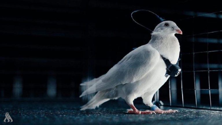 ابتكار نظام مراقبة ذكية للمنشآت عبر دماغ الطيور