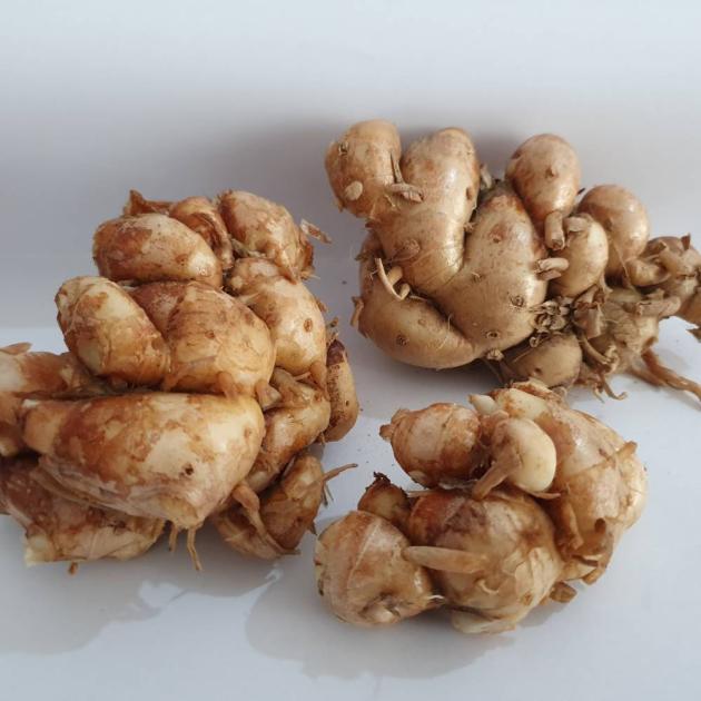 الزنجبيل العطري.. جذر صغير بفوائد كبيرة الزنجبيل العطري.. جذر صغير بفوائد كبيرة