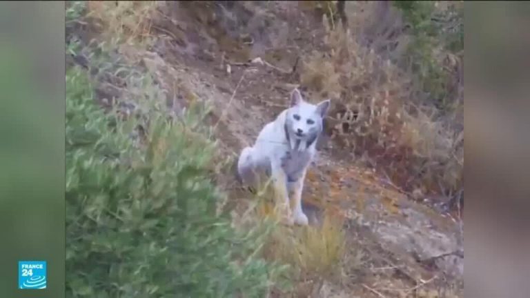 صور فريدة من نوعها وللمرة الأولى… الوشق الإيبيري الأبيض في جنوب إسبانيا صور فريدة من نوعها وللمرة الأولى... الوشق الإيبيري الأبيض في جنوب إسبانيا