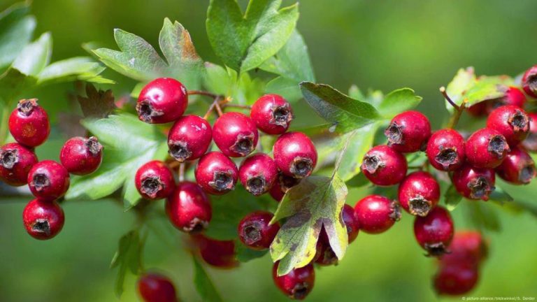 عشب الزعرور.. يعزز صحة القلب والجهاز الهضمي عشب الزعرور.. يعزز صحة القلب والجهاز الهضمي
