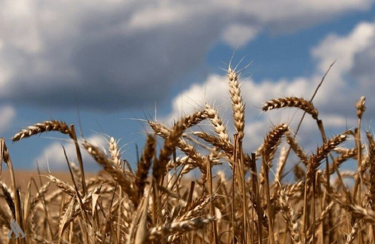 علماء يطورون طريقة جديدة لزيادة محصول القمح وتحسين التربة