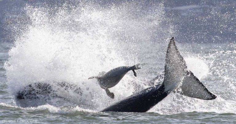 فيديو لمطاردة مثيرة.. فقمة تستعين بقارب هربا من الحيتان فيديو لمطاردة مثيرة.. فقمة تستعين بقارب هربا من الحيتان