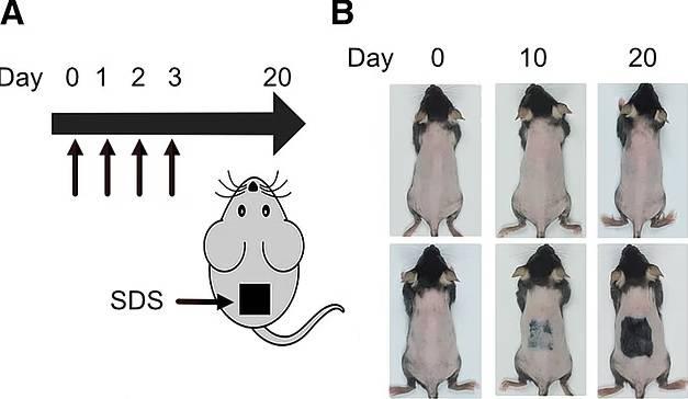 مصل يعيد إنبات الشعر خلال 20 يوماً مصل يعيد إنبات الشعر خلال 20 يوماً