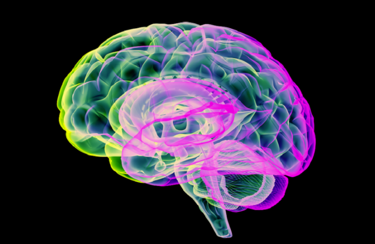 دراسة تكشف آلية جديدة لحماية الدماغ من التلف المرتبط بمرض ألزهايمر » وكالة بغداد اليوم الاخبارية دراسة تكشف آلية جديدة لحماية الدماغ من التلف المرتبط بمرض ألزهايمر » وكالة بغداد اليوم الاخبارية