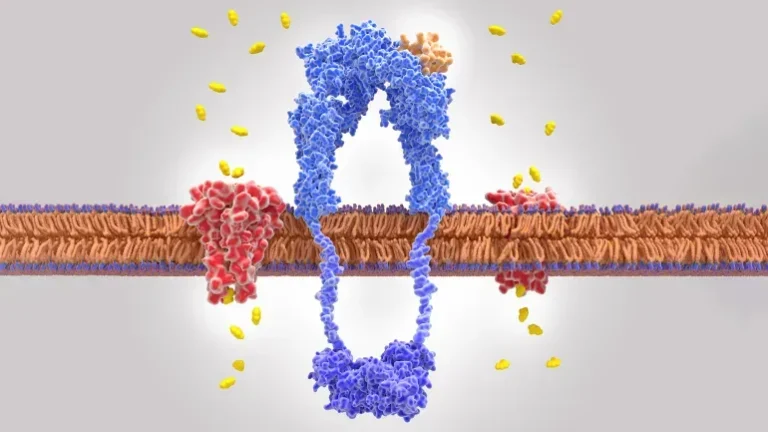 جزيء بروتيني يثبط مقاومة الإنسولين جزيء بروتيني يثبط مقاومة الإنسولين