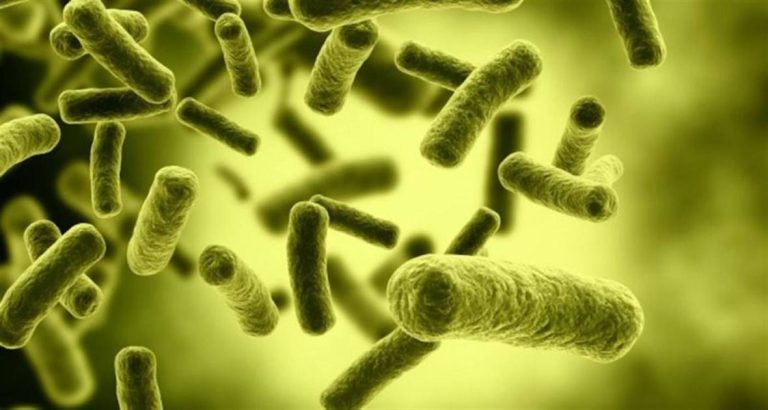 4 أطعمة تُدمر البكتيريا النافعة.. احترس منها!!