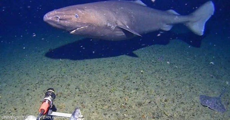 فيديو.. رصد "القرش النائم" في أحد أقسى الأماكن على وجه الأرض