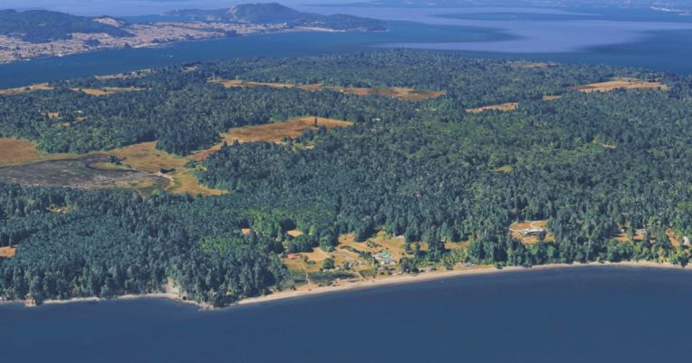 جرفت الأمواج 21 كلبًا ميتًا في ظروف غامضة إلى الشاطئ في جزيرة ولاية واشنطن